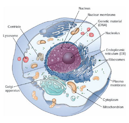 What is the chemical composition of a typical mammalian cell? - The